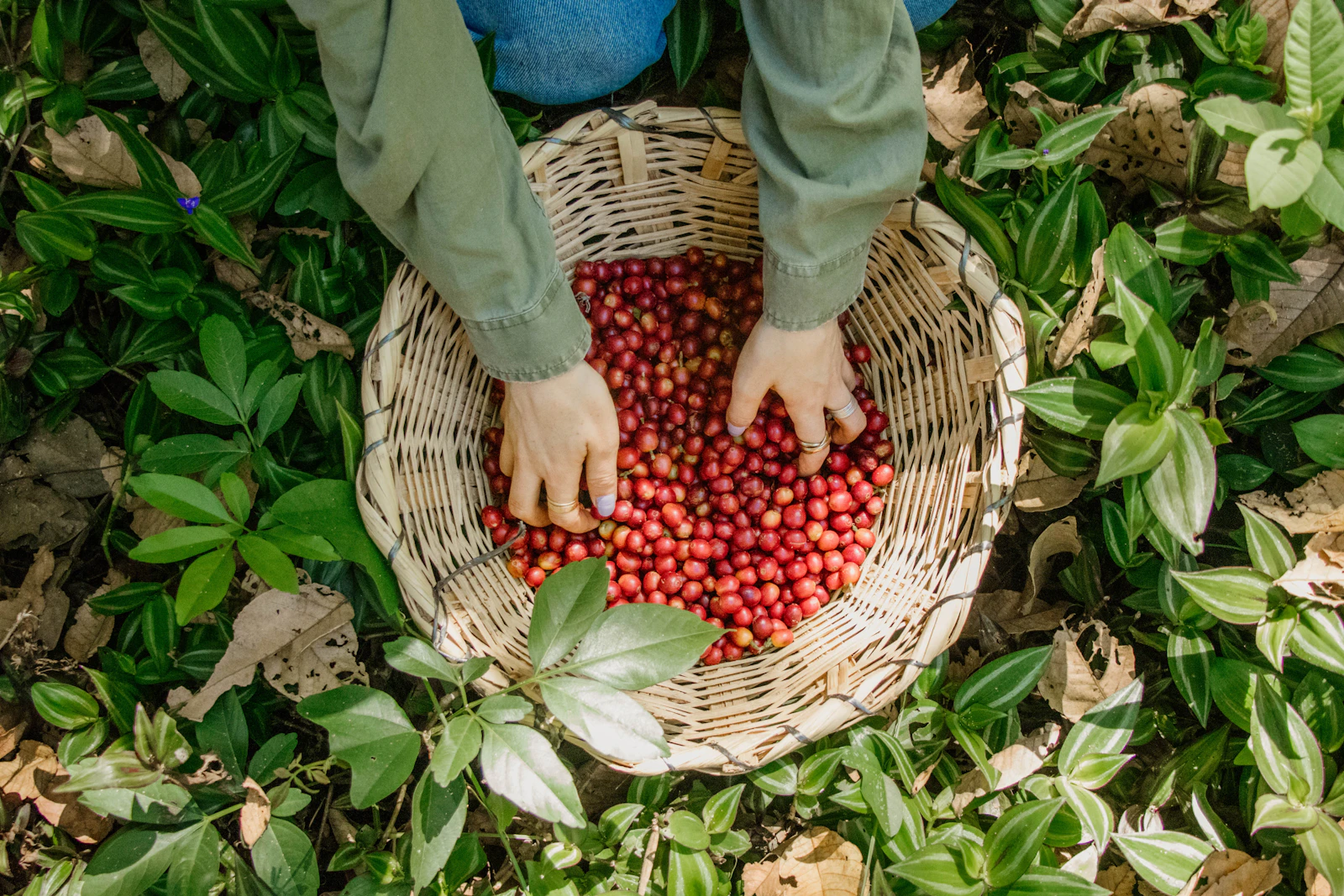 Manos seleccionando cerezas de café rojas en un canasto de mimbre después de la cosecha