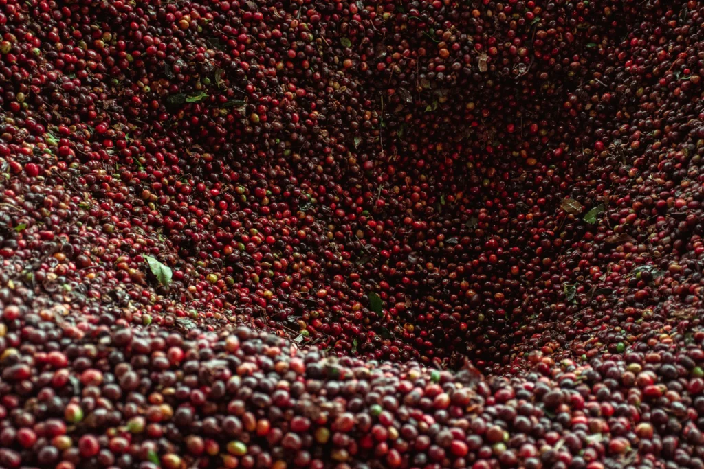 Montón de cerezas de café rojas recién cosechadas, listas para empezar su proceso