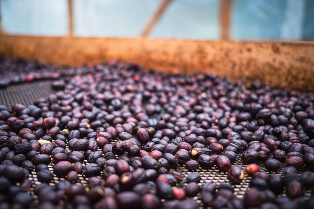 Cerezas de café enteras secándose sobre una cama elevada de malla en el proceso natural
