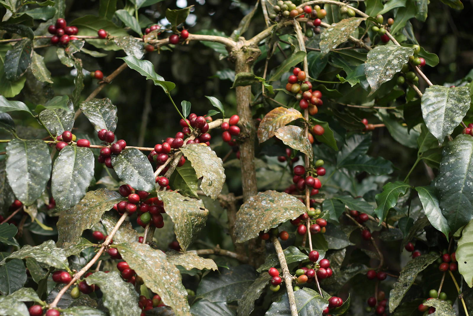 Rama de cafeto con cerezas de café rojas y maduras en una plantación