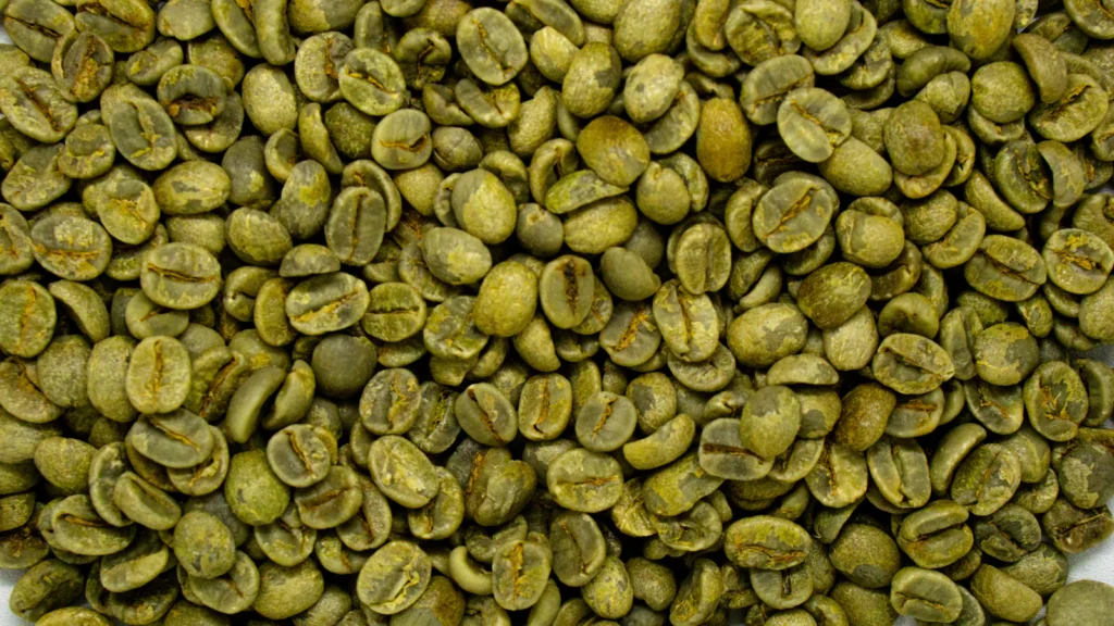 Granos de café verde sin tostar vistos de cerca, antes de la selección y la tostión