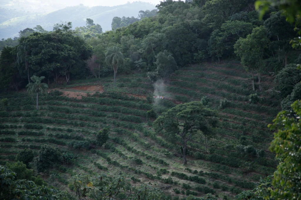 Cafetal sembrado en surcos en la ladera de una montaña, rodeado de árboles de sombra