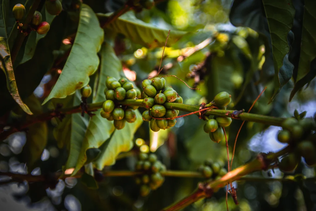 Rama de un cafeto cargada de cerezas de café verdes entre hojas brillantes