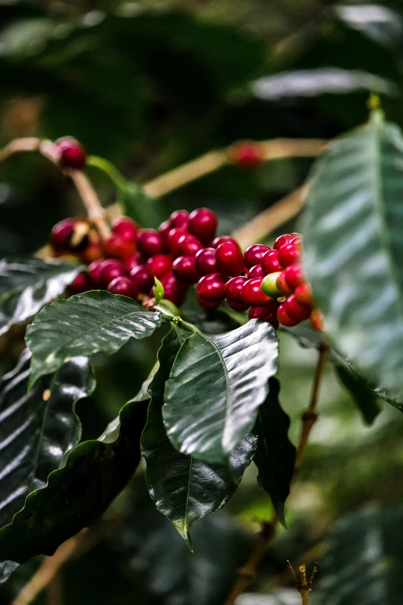 Cerezas de café madurando en la planta, entre hojas verdes