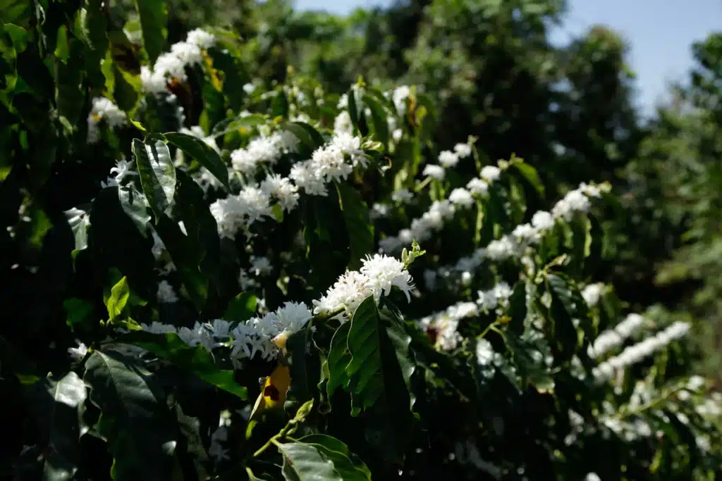 Ramas de cafeto cubiertas de flores blancas iluminadas por el sol