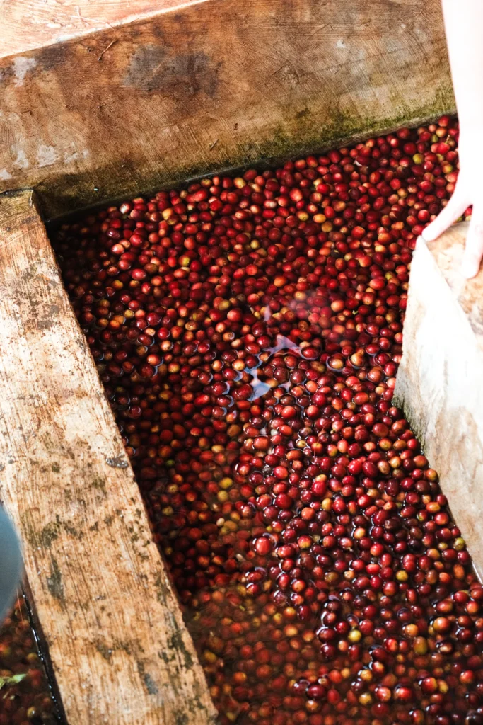 Cerezas rojas de café en un tanque de madera con agua durante el beneficio