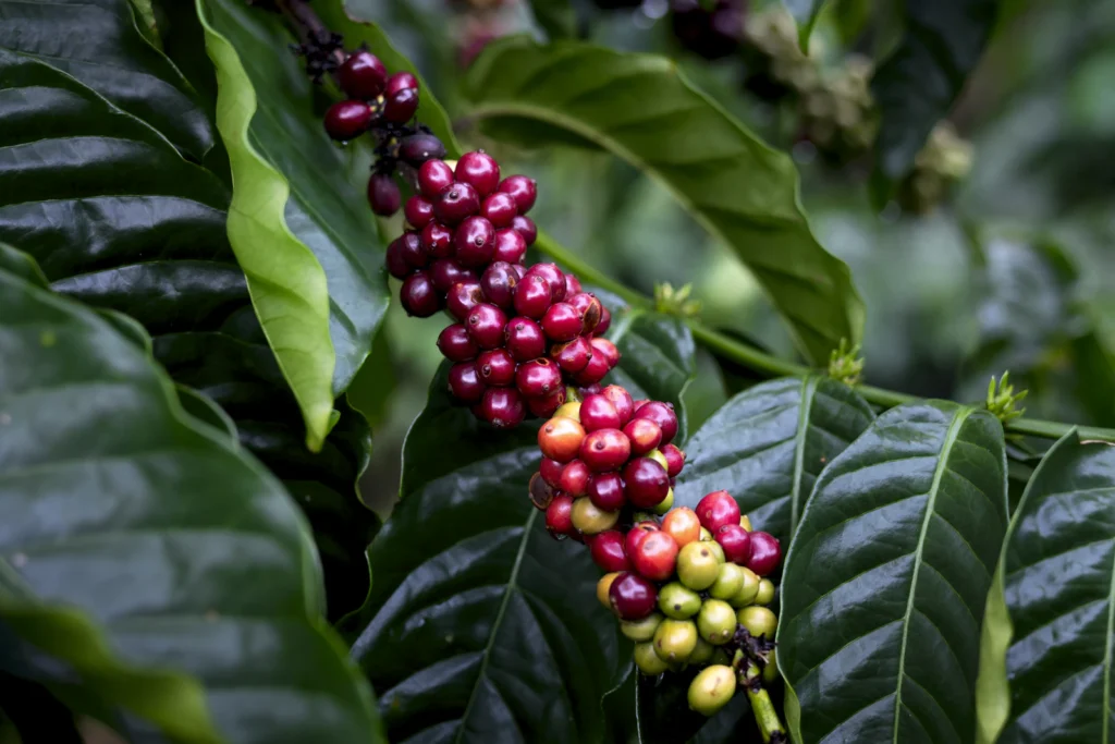 Rama de cafeto con frutos verdes y maduros creciendo entre las hojas